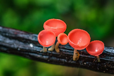 Close-up of red mushroom growing on wood