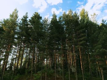 Low angle view of bamboo trees in forest