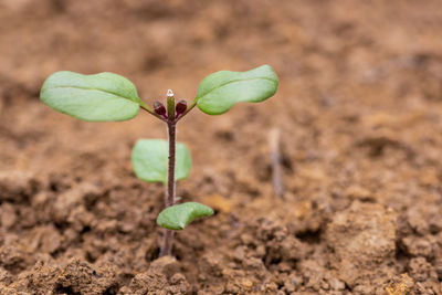 Close-up of plant growing on field