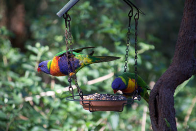 Rainbow lorikeets perching on feeder