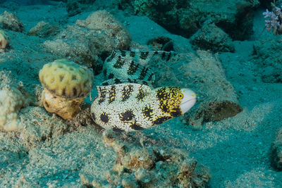 Fish swimming in sea