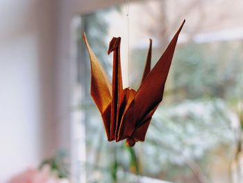 Close-up of plant