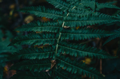 Close-up of leaves