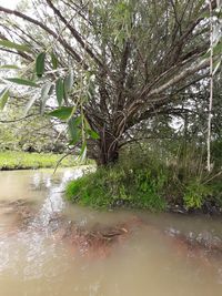 Plants growing by river in forest