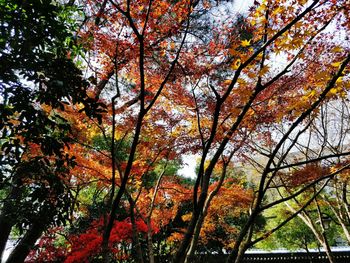 Low angle view of maple tree in forest during autumn