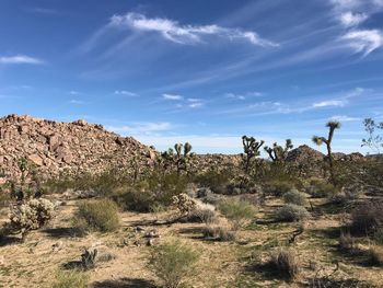 Cactus growing on rock against sky