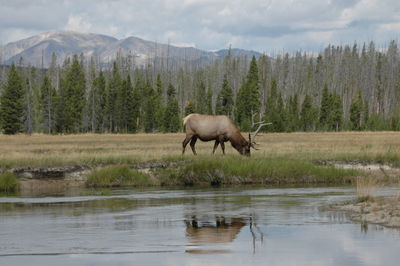 Horse on riverbank against sky