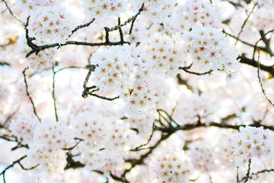 Close-up of white flowers growing on tree