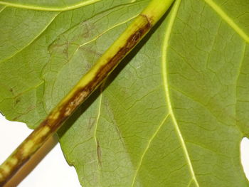 Close-up of insect on leaf
