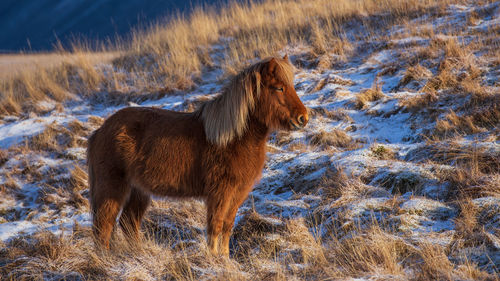 Icelandic horse portrait in snowy landscape, iceland