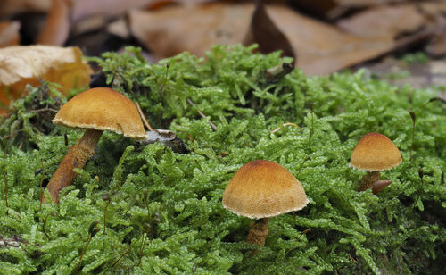 Close-up of mushrooms growing on field