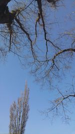 Low angle view of bare trees against sky