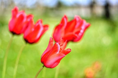 Close-up of red flower