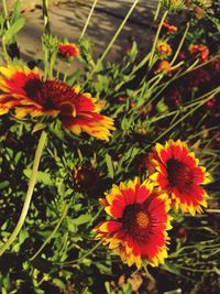 High angle view of orange flowering plants