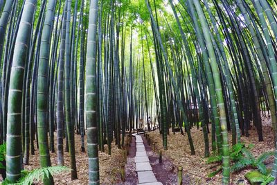 Bamboo trees in forest