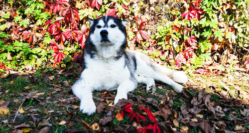 White dog on field during autumn