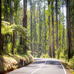 Road amidst trees in forest