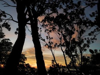 Silhouette trees against sky during sunset