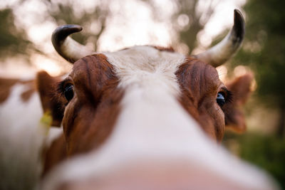 Cow looking in closeup