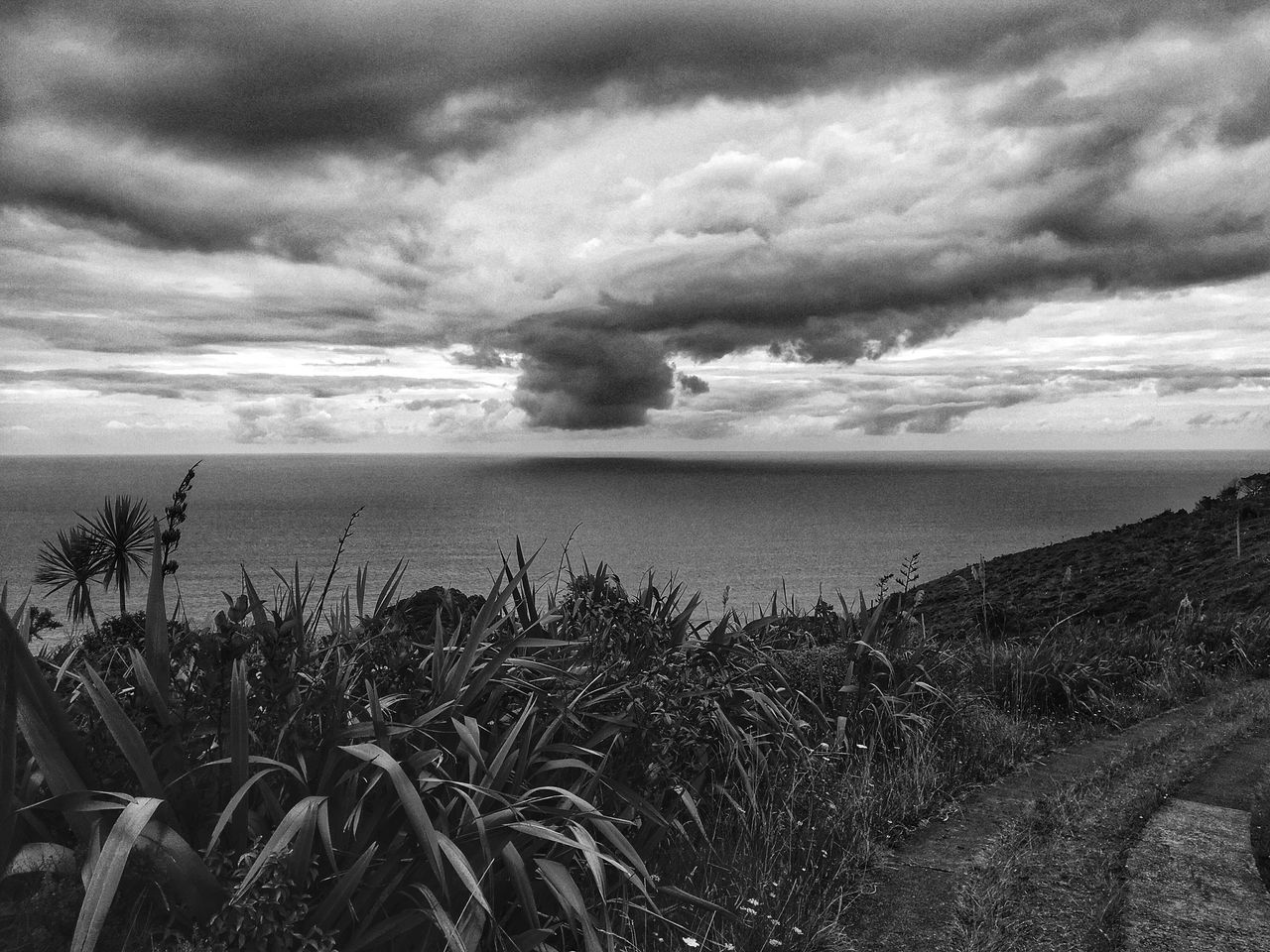 sea, horizon over water, sky, cloud - sky, nature, beach, tranquil scene, beauty in nature, tranquility, scenics, water, outdoors, no people, plant, sand, grass, day, marram grass, growth