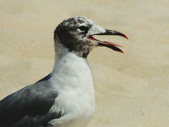 Close-up of bird