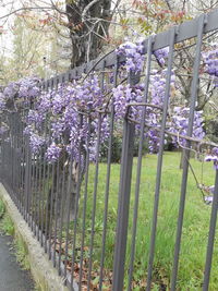 Purple flowering plants in park