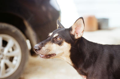 Close-up of dog looking away