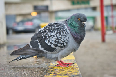 Close-up of pigeon perching on retaining wall