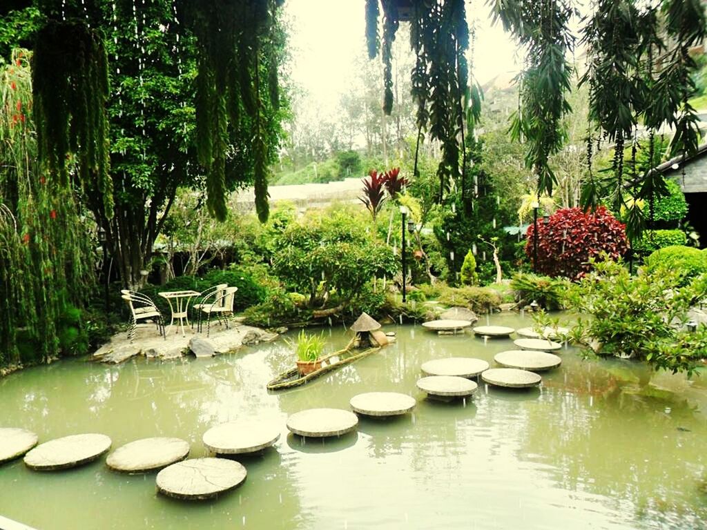 water, tree, growth, green color, plant, waterfront, reflection, nature, beauty in nature, tranquility, freshness, flower, tranquil scene, pond, day, leaf, potted plant, lake, outdoors, park - man made space