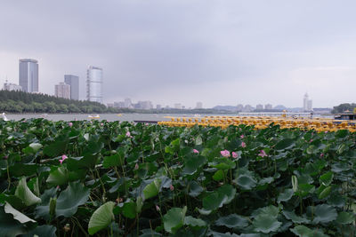 Scenic view of flowering plants and buildings against sky