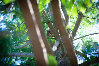 Low angle view of bamboo trees in forest