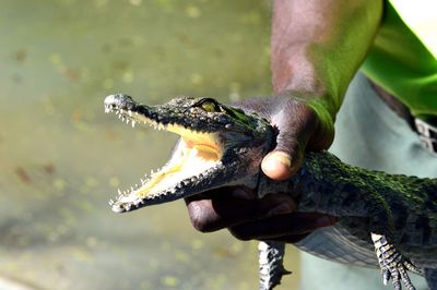 Close-up of hand holding lizard