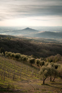 Scenic view of vineyard against sky