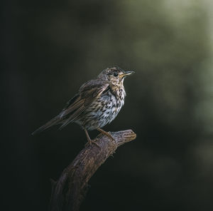 Close-up of bird perching on branch