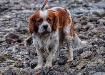 Portrait of dog