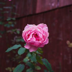 Close-up of pink rose blooming outdoors