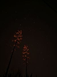 Low angle view of tree against sky at night