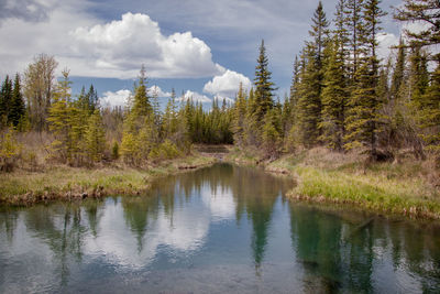 Scenic view of lake in forest against sky