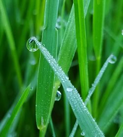 Close-up of insect on wet plant