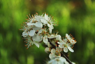 Close-up of white flowering plant