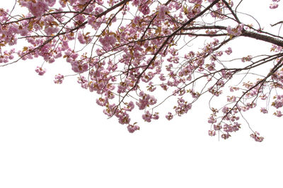 Low angle view of cherry blossom tree