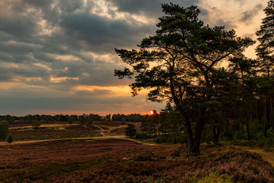 Trees on field against sky during sunset