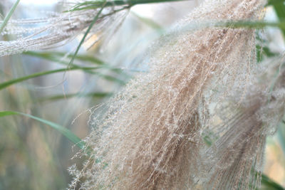 Close-up of dry leaf on field