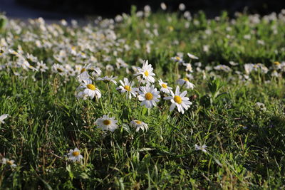 Close-up of white flowering plants on field