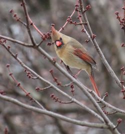 Close-up of bird perching on branch