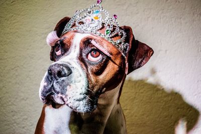 Close-up of boxer wearing crown against wall