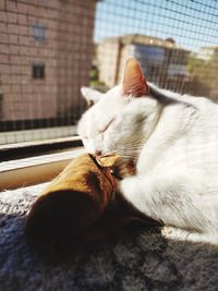 Close-up of a cat sleeping