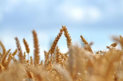 Close-up of ears of wheat in field