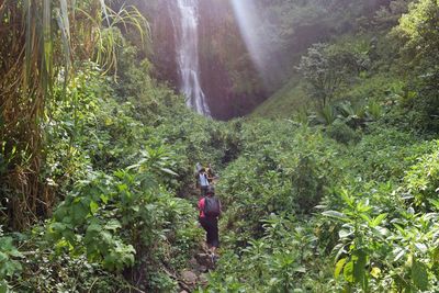 A group of hikers in jungle rainforest in rural kenya, zaina waterfall, aberdare ranges, kenya