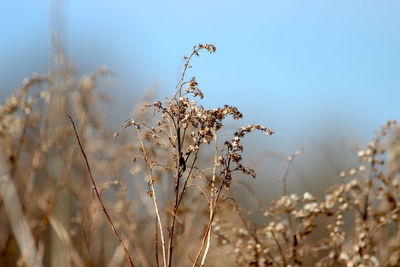 Close-up of wilted plant on field against sky